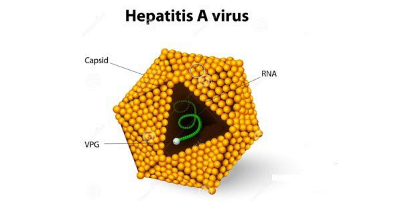 HAV là một vi rút loại RNA có chiều dài 27 nm, sợi đơn, hình tứ diện, thuộc giống Heparnavirus của họ Picornaviridae